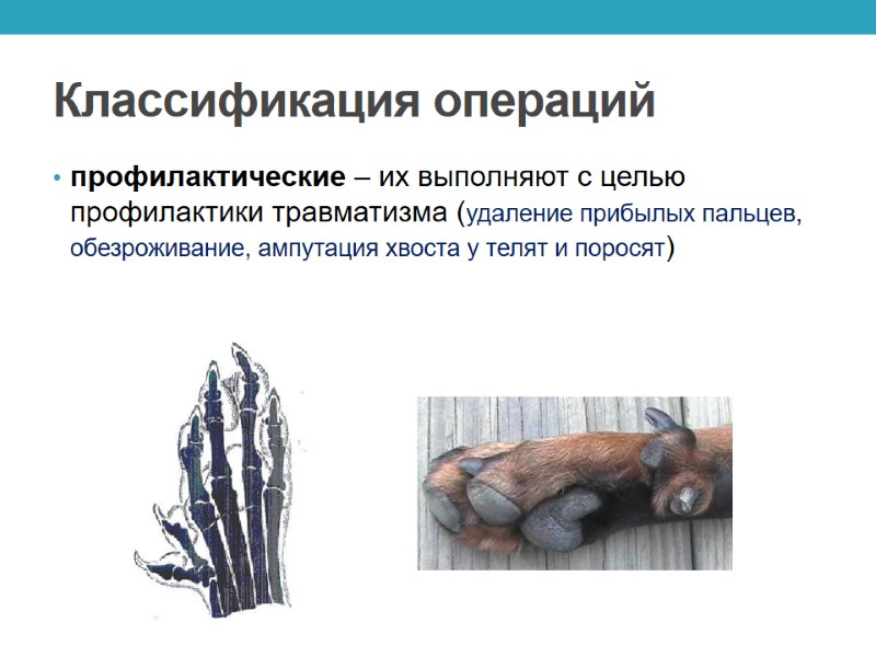 Классификация операций профилактические – их выполняют с целью профилактики травматизма (удаление прибылых пальцев, обезроживание,